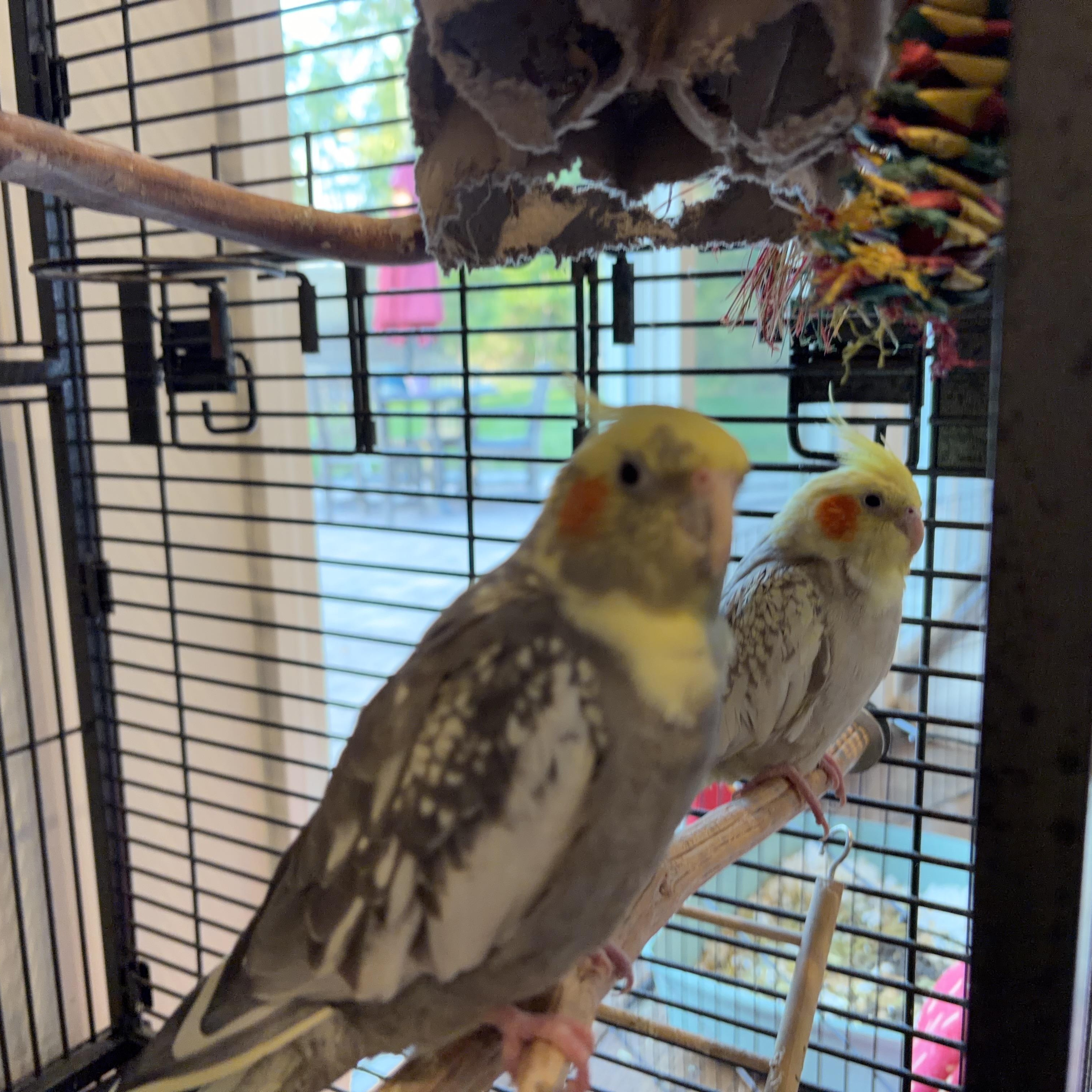 Enlarge Oscarita & Peekaboo, a Adoptable Cockatiel in Branford, CT image 2/2