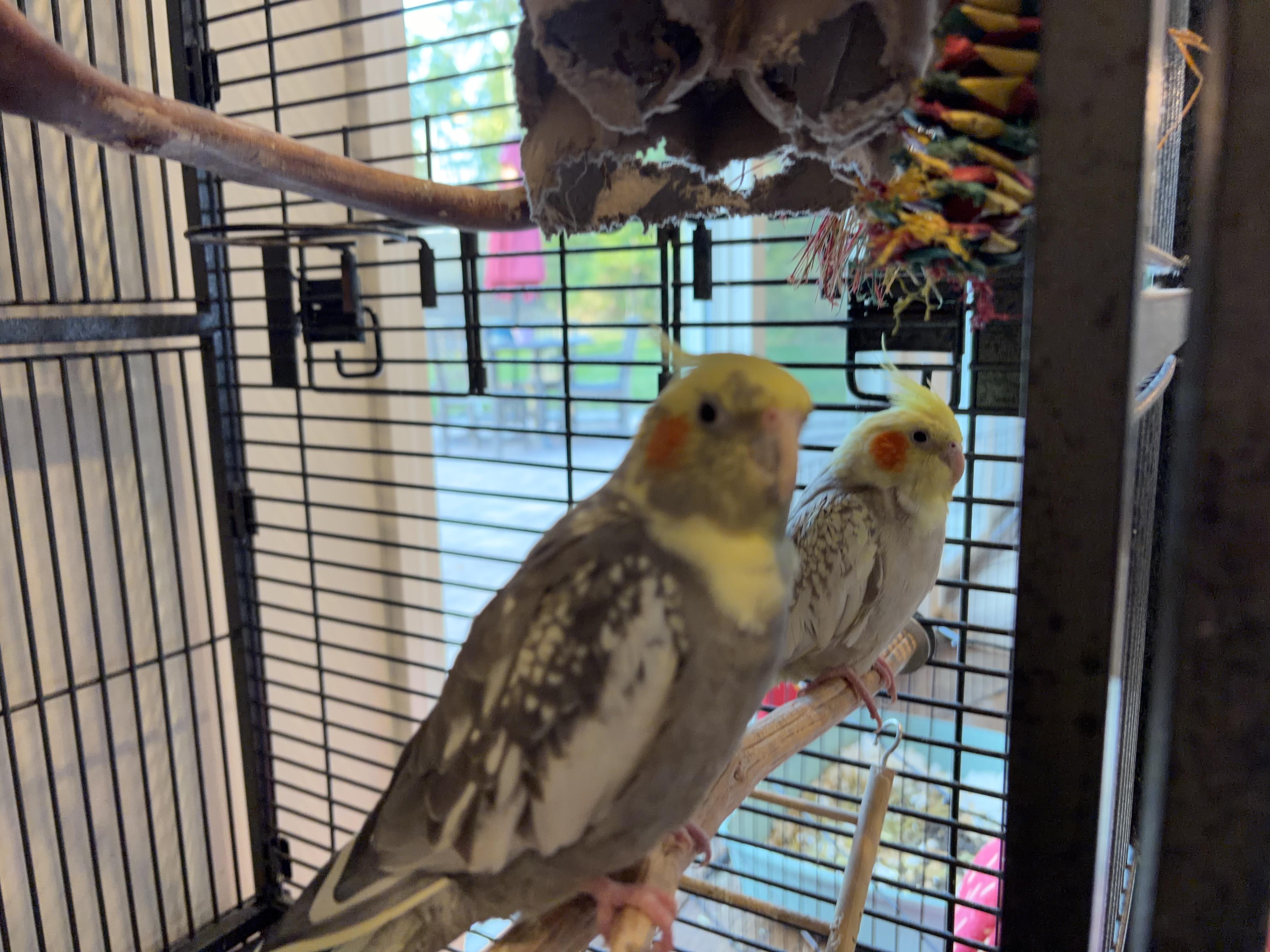 Oscarita & Peekaboo, Adoptable, Young Female Cockatiel.