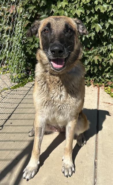 Enlarge WHITNEY, a Adoptable German Shepherd Dog in Lodi, CA image 1/1