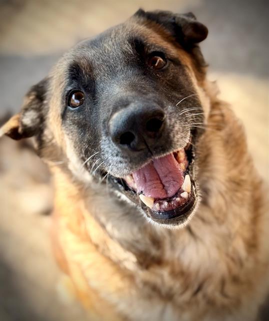 Enlarge WHITNEY, a Adoptable German Shepherd Dog in Lodi, CA image 1/1