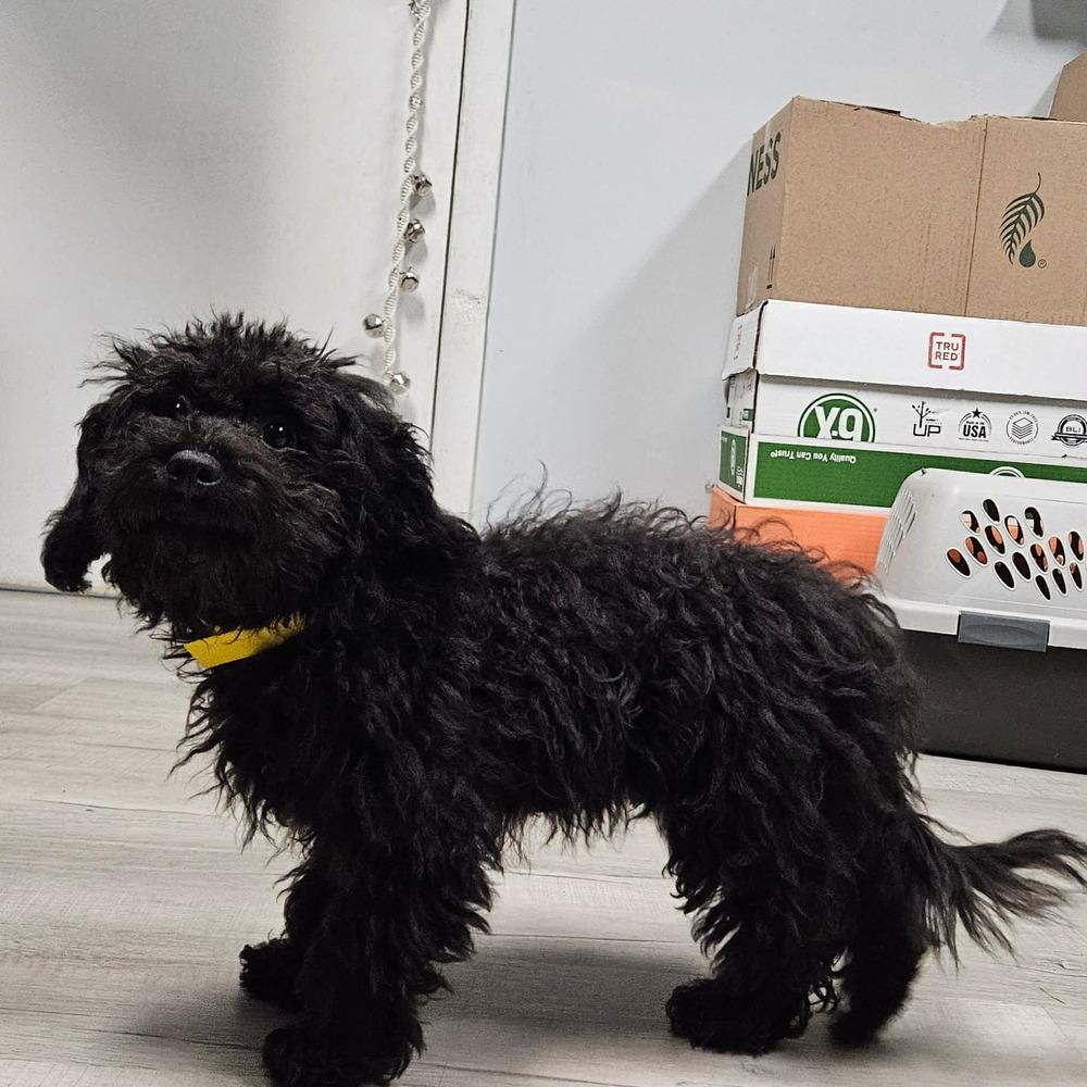 Dobby, Adopted, Puppy Male Poodle & Chinese Crested Dog.