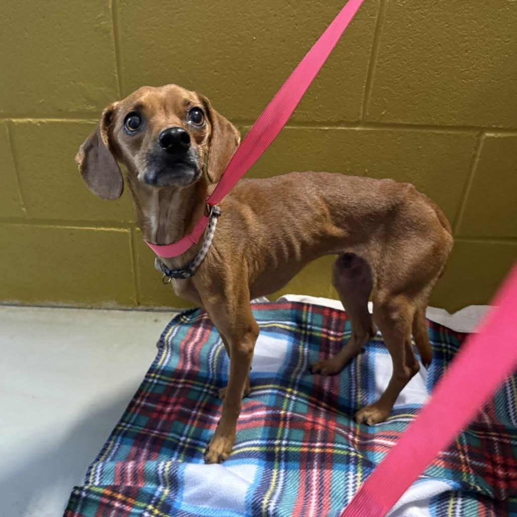 Vesper, Adoptable, Adult Male Chihuahua.