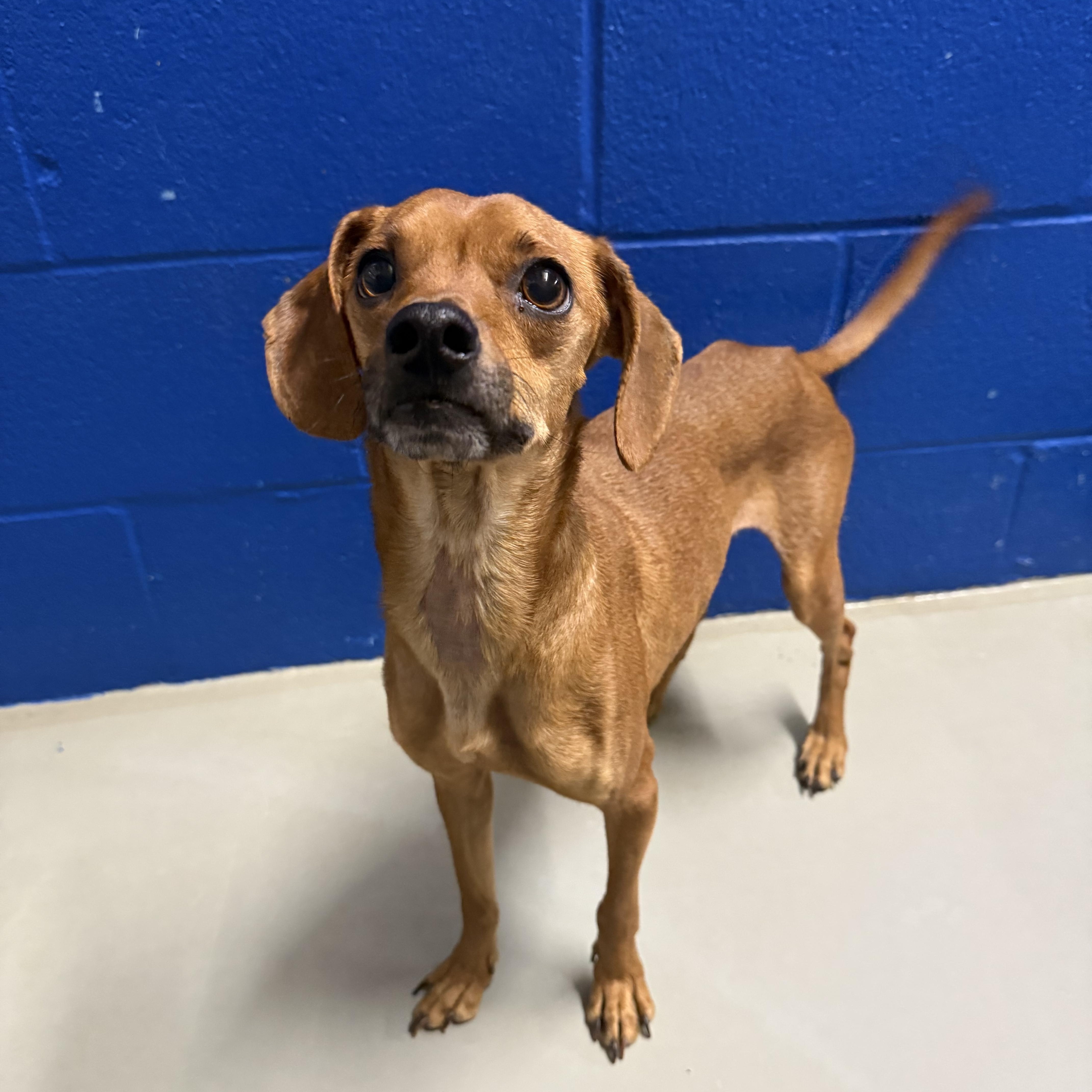 Vesper, a Adoptable mixed breed in Hughesville, MD image 2/3