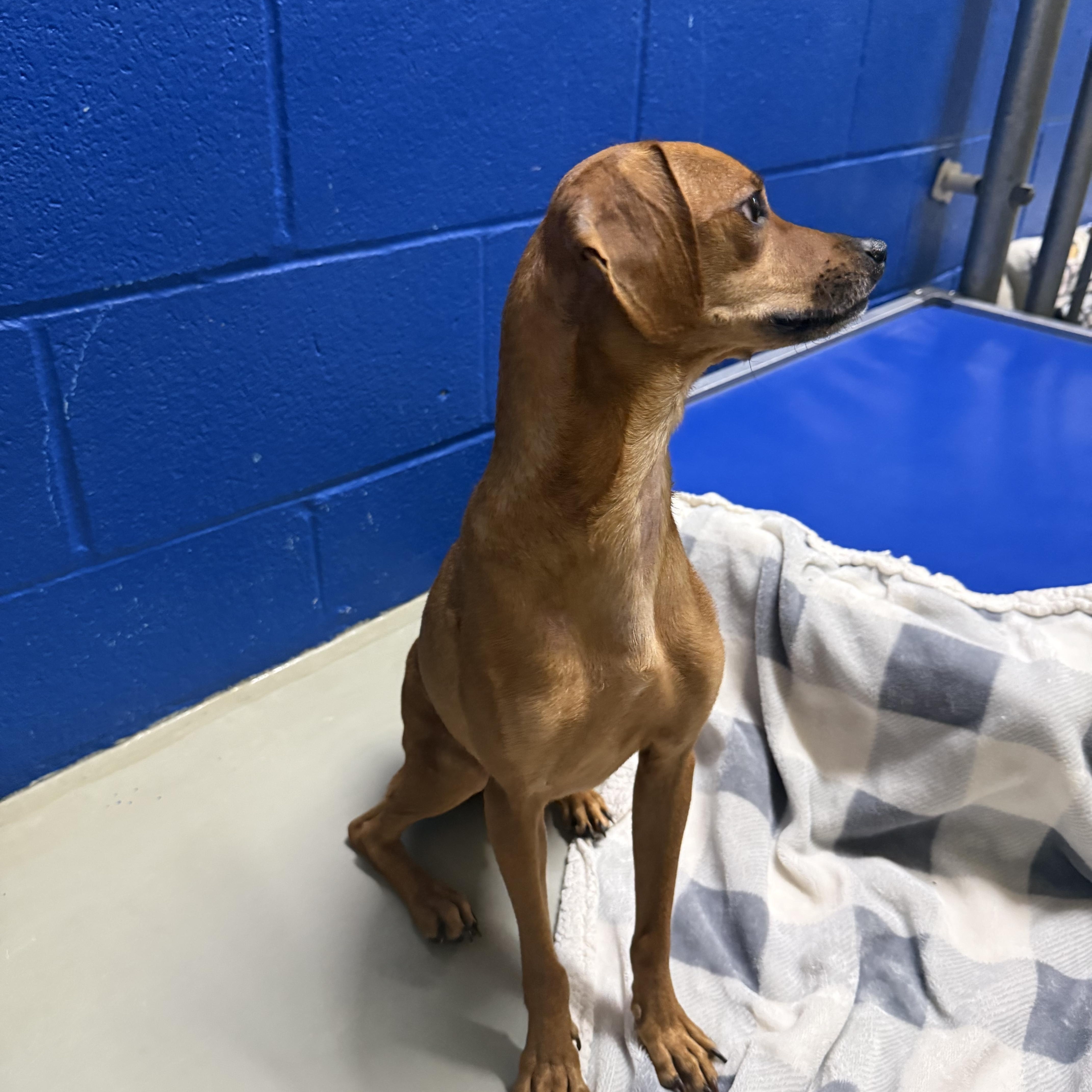 Vesper, a Adoptable mixed breed in Hughesville, MD image 3/3