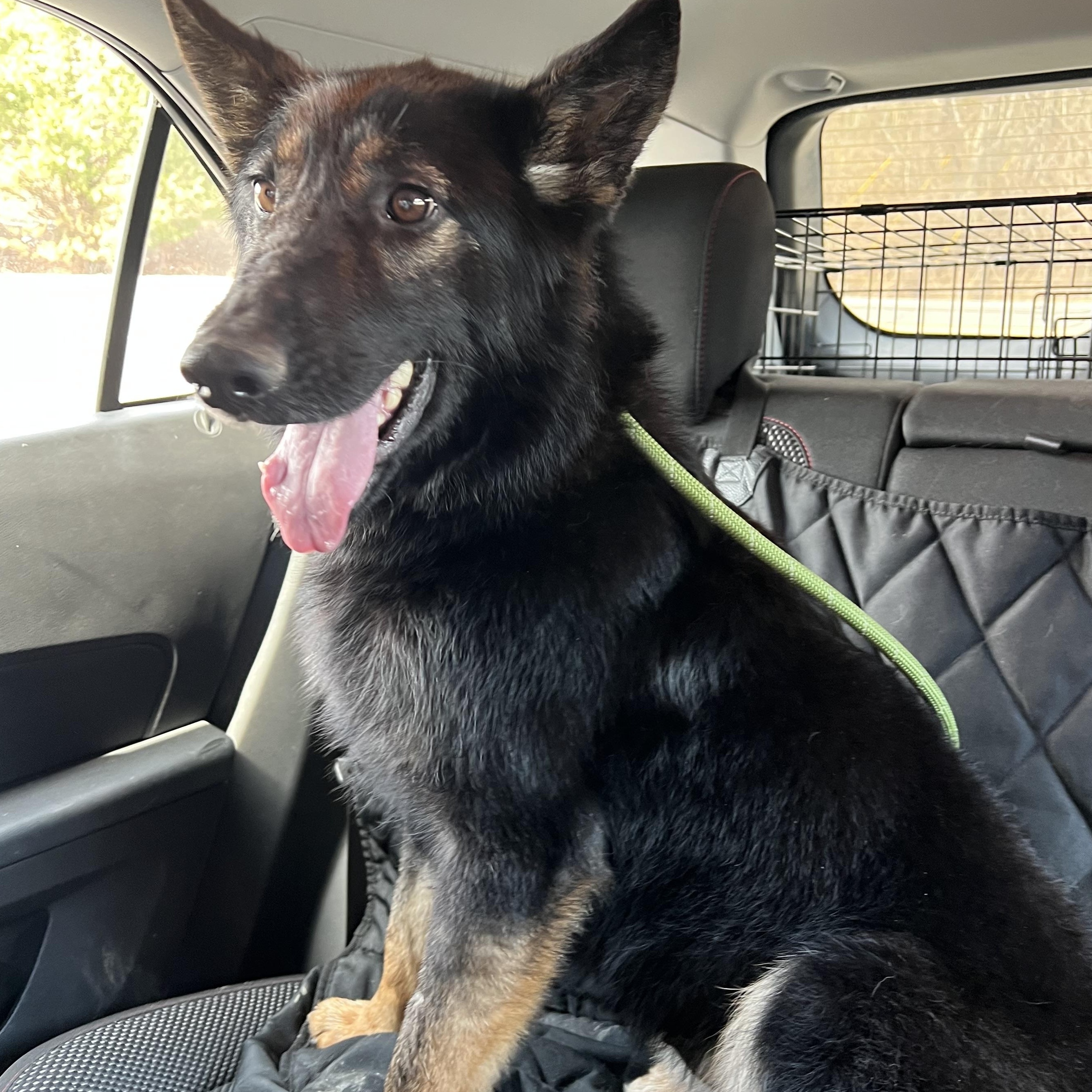 Snoop Dog, adopted, Adult Male German Shepherd Dog.