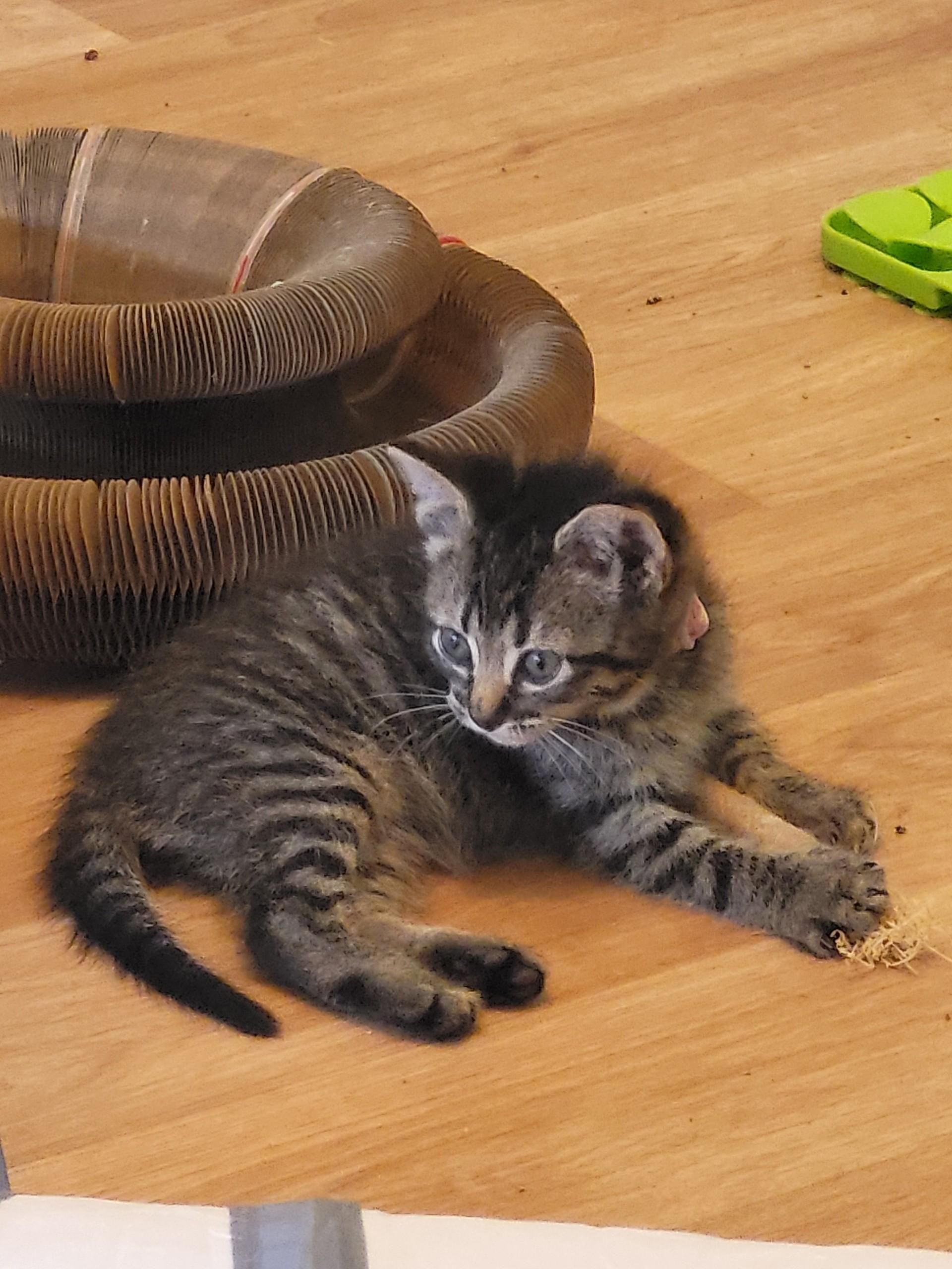 Cyclone, a Adoptable Domestic Short Hair in Homewood, IL image 2/2