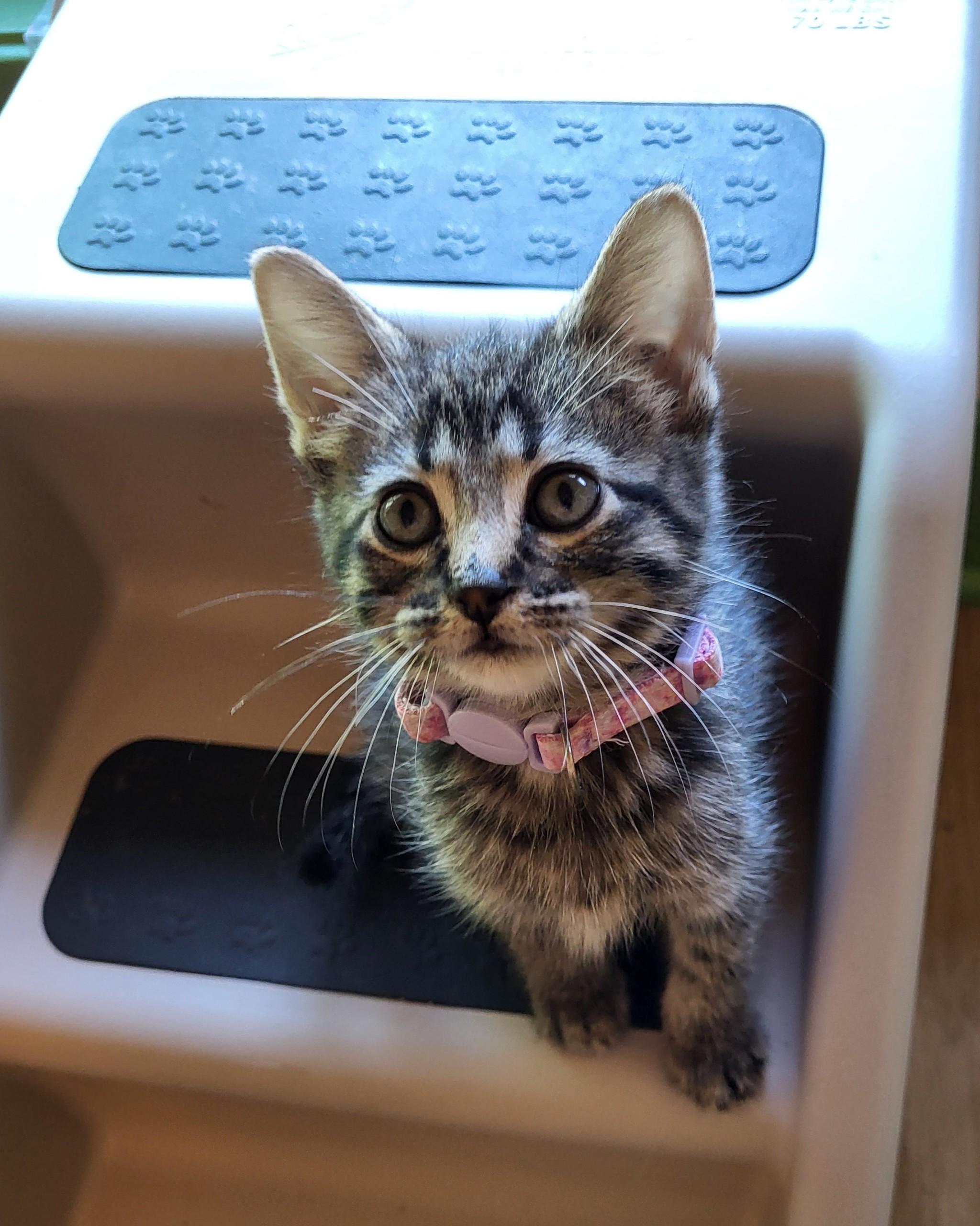 Cyclone, Adoptable, Kitten Female Domestic Short Hair.