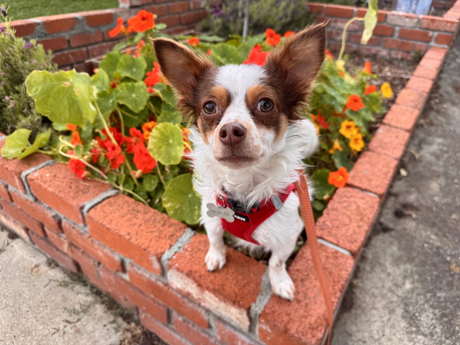Gizmo, a Adoptable mixed breed in Santa Clara, CA image 1/3