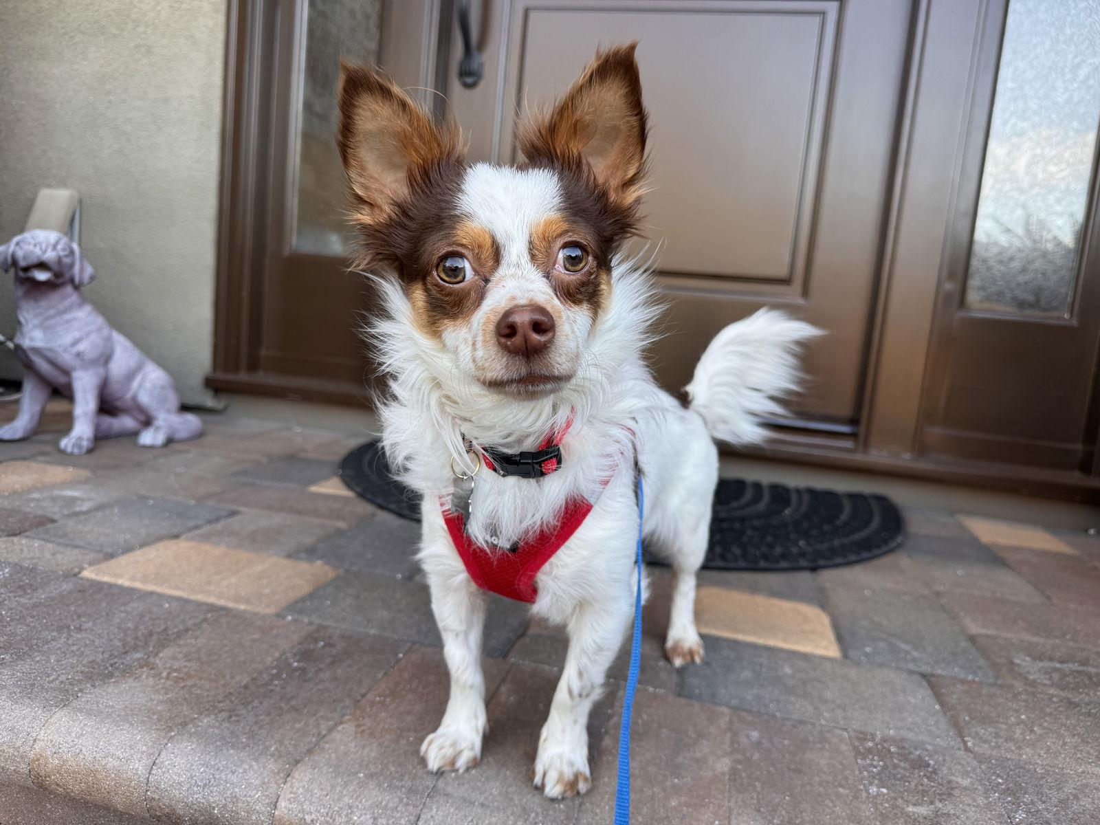 Gizmo, Adoptable, Adult Male Chihuahua.