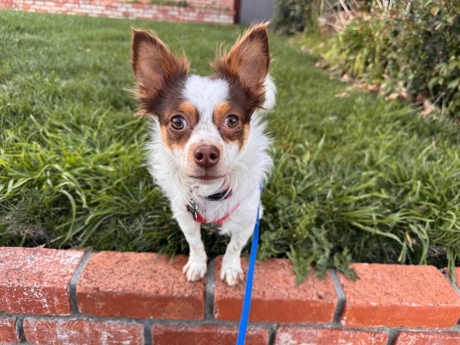 Enlarge Gizmo, a Adoptable Chihuahua in Santa Clara, CA image 2/3