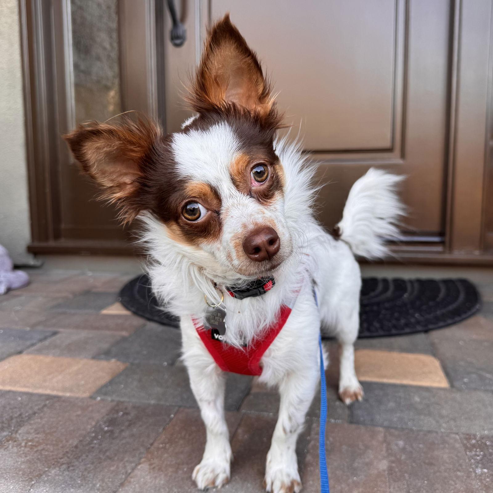 Gizmo — thumbnail 3