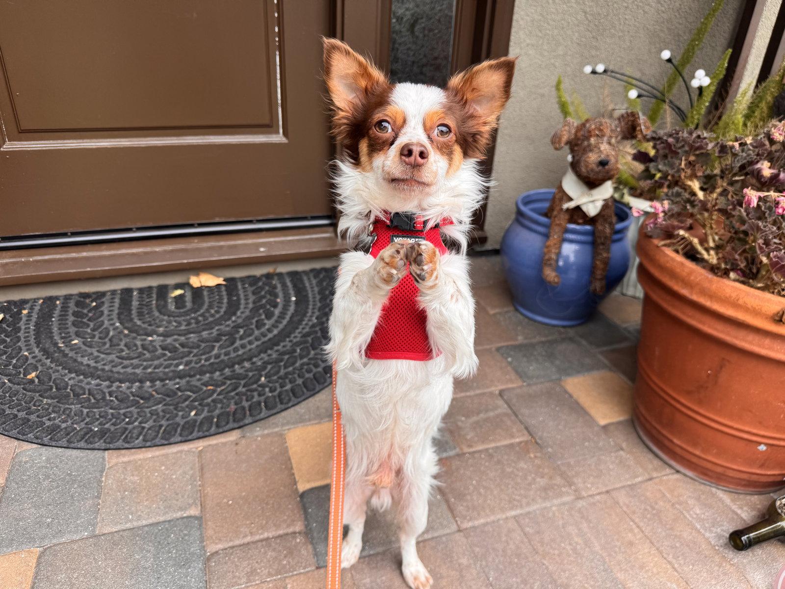 Gizmo, a Adoptable mixed breed in Santa Clara, CA image 3/3