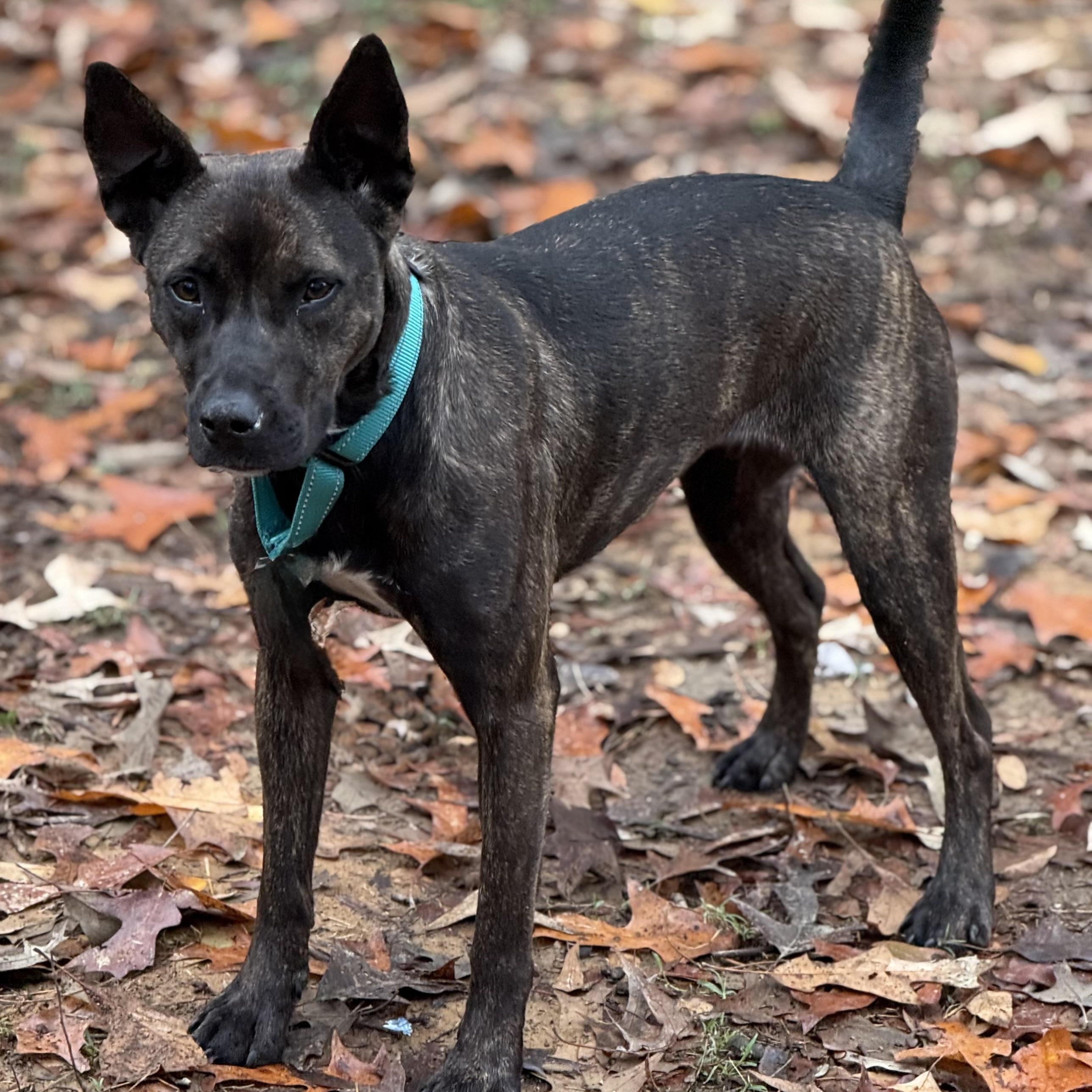 Mica, Adoptable, Adult Female Shepherd.