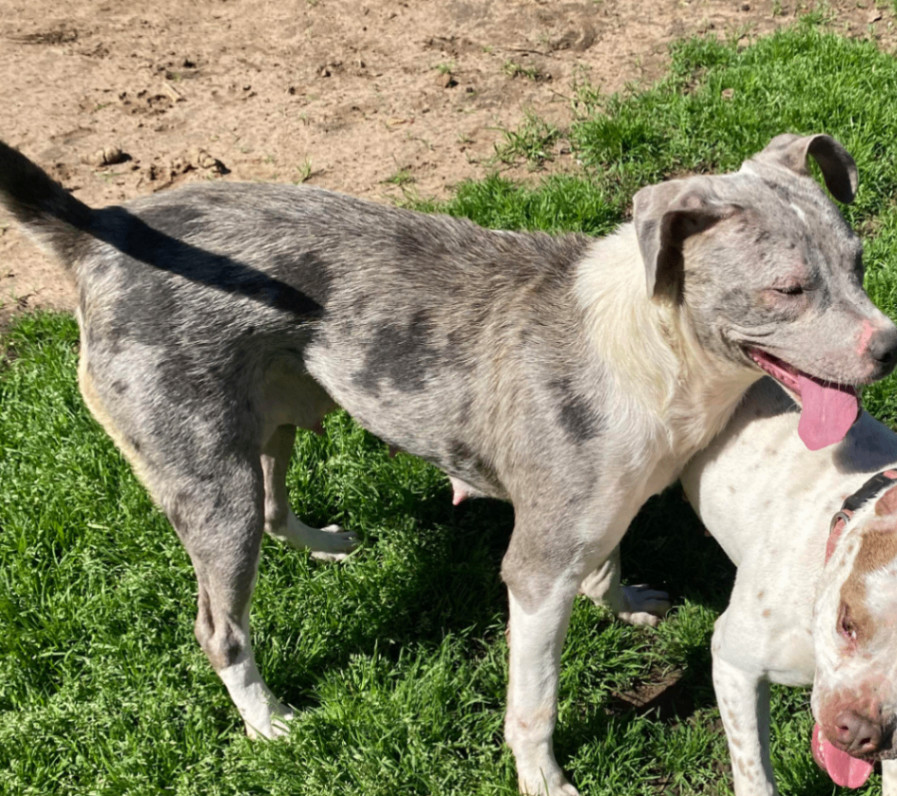 Cookie — thumbnail 3