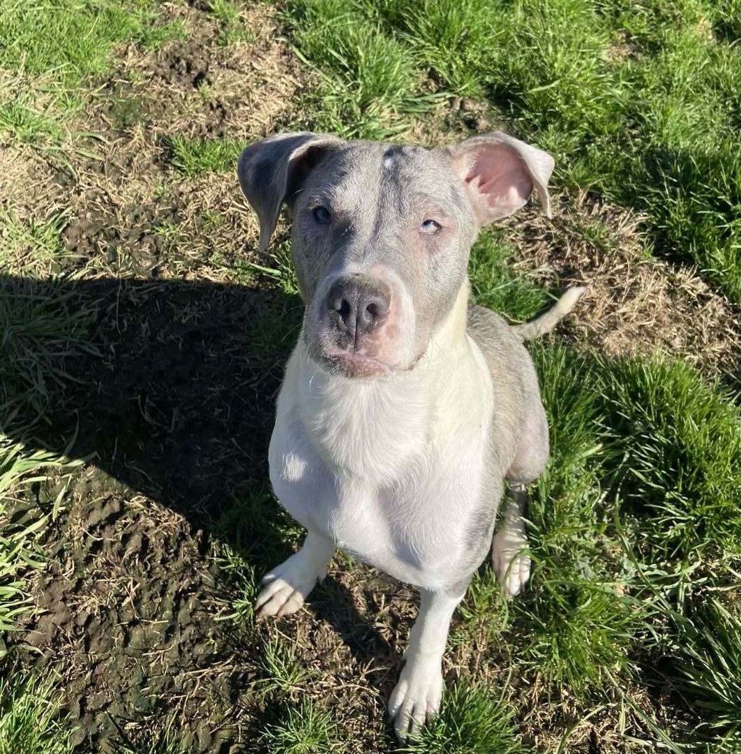 Cookie — thumbnail 5