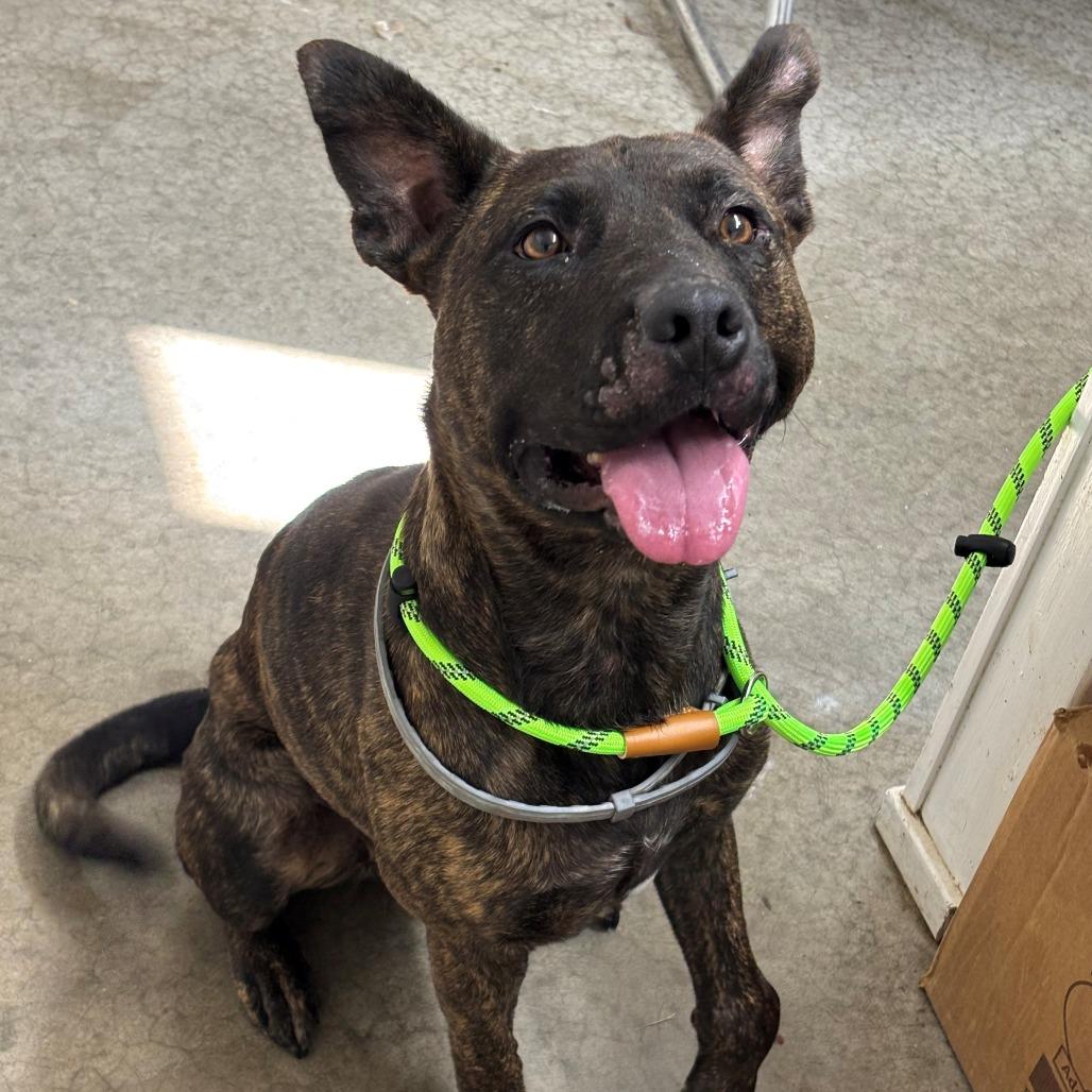 Mona, Adoptable, Adult Female Dutch Shepherd.