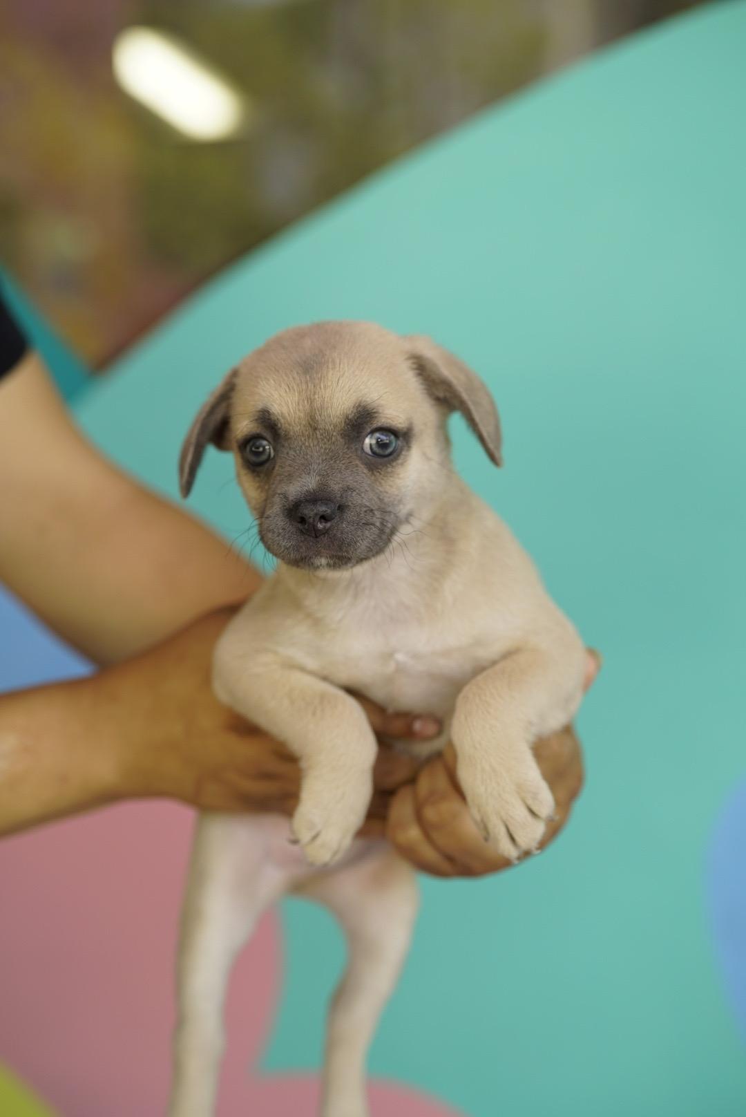 Keeper, adopted, Puppy Male French Bulldog & Terrier.