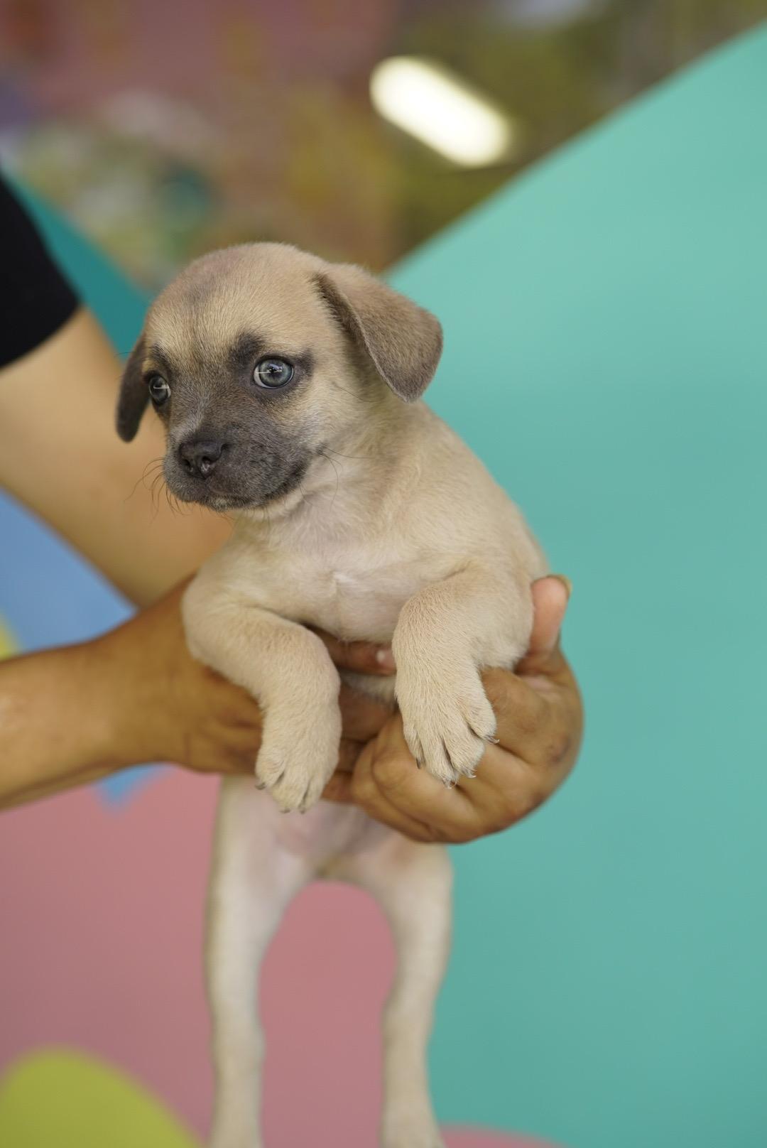 Keeper, an adopted mixed breed in Pasadena, CA image 2/2