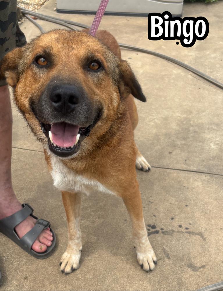 Enlarge Bingo, a Adoptable mixed breed in Tulsa, OK image 1/1