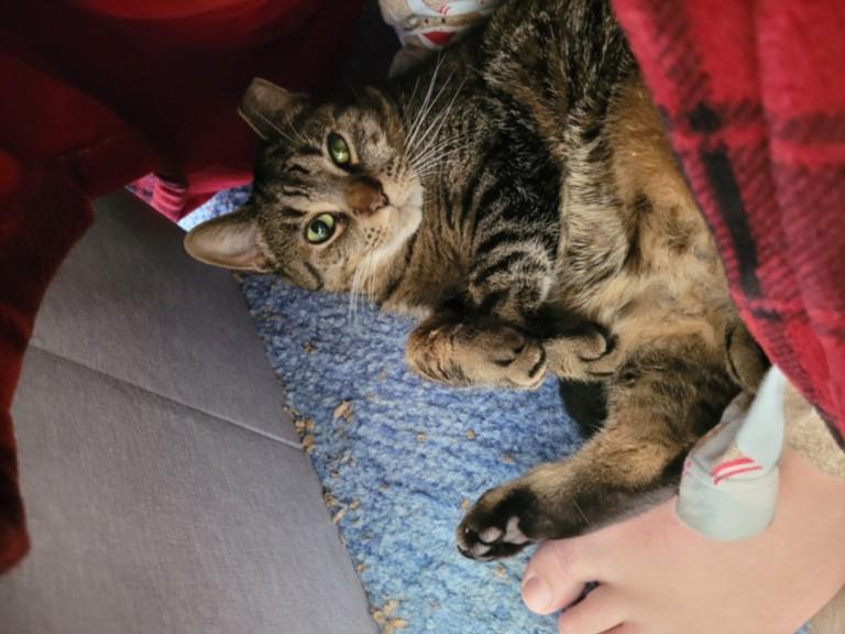 LILY, Adoptable, Adult Female Domestic Short Hair.