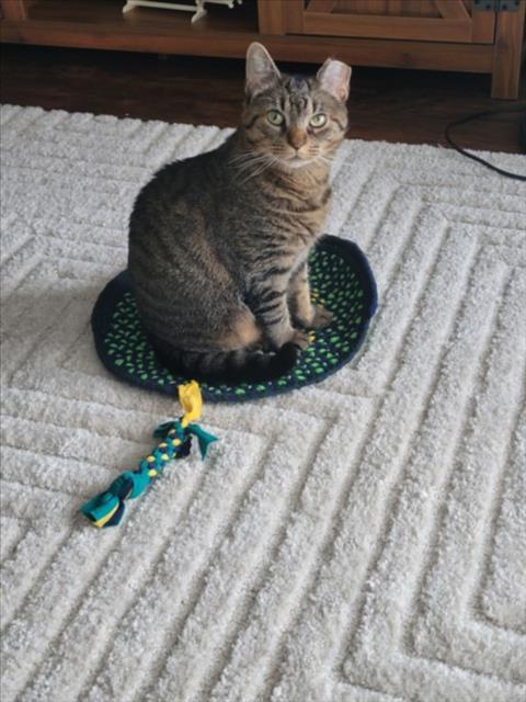 LILY, Adoptable, Adult Female Domestic Short Hair.