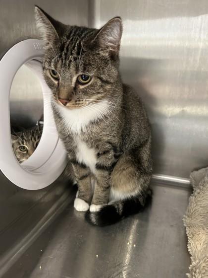 Enlarge Aurora, a Adoptable Domestic Short Hair in Hamilton, MT image 2/3