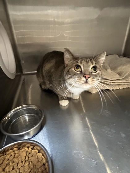 Enlarge Aurora, a Adoptable Domestic Short Hair in Hamilton, MT image 3/3