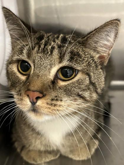 Aurora, Adoptable, Adult Female Domestic Short Hair.