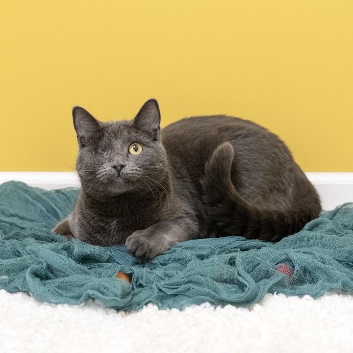 Cecile, Adoptable, Young Female Domestic Short Hair.