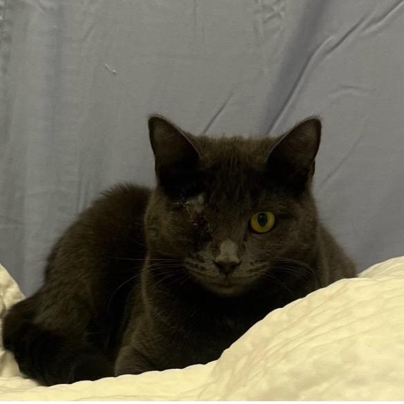 Cecile, Adoptable, Young Female Domestic Short Hair.