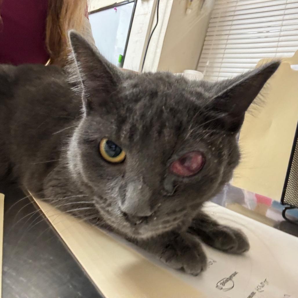 Cecile, Adoptable, Young Female Domestic Short Hair.