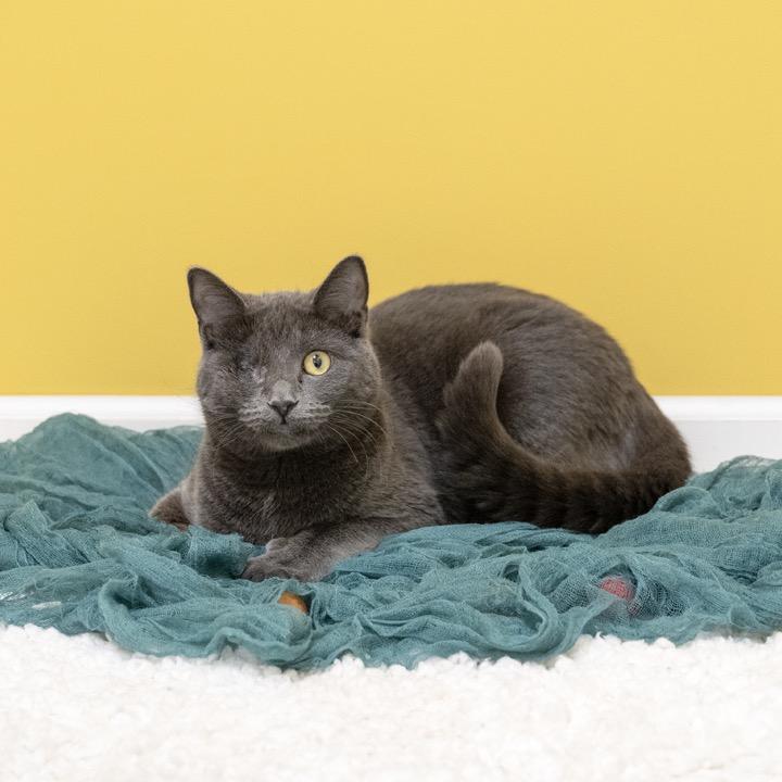 Enlarge Cecile, a Adoptable Domestic Short Hair in Pekin, IL image 3/6