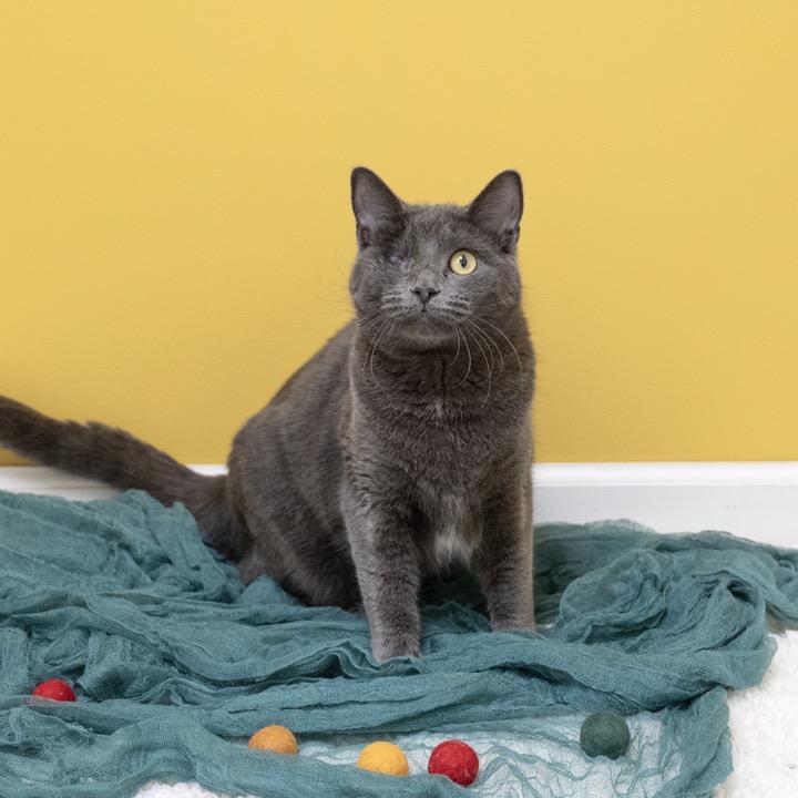 Enlarge Cecile, a Adoptable Domestic Short Hair in Pekin, IL image 4/6