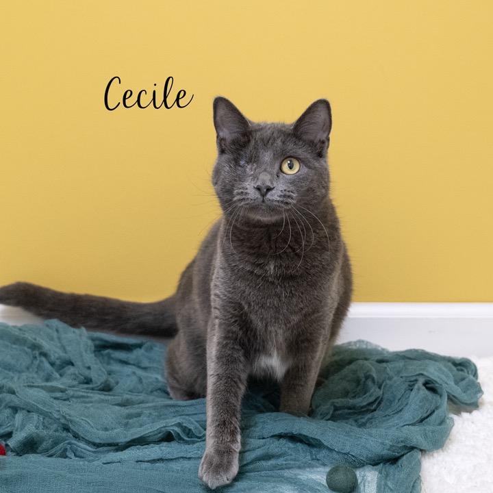 Enlarge Cecile, a Adoptable Domestic Short Hair in Pekin, IL image 5/6