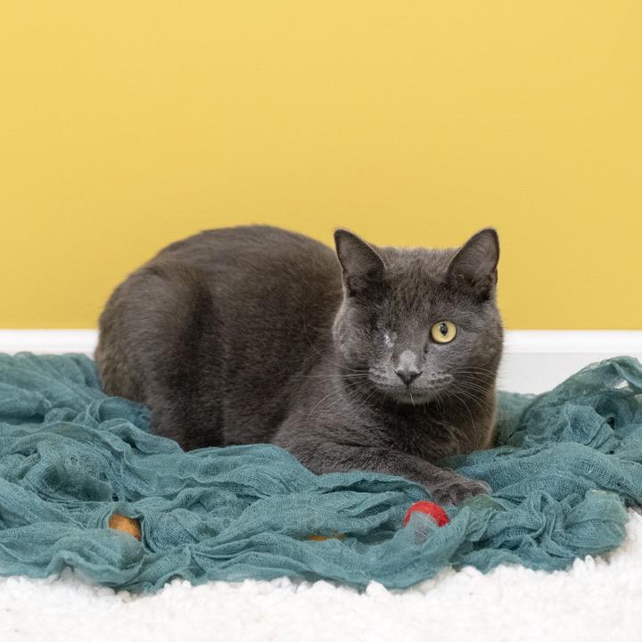 Enlarge Cecile, a Adoptable Domestic Short Hair in Pekin, IL image 6/6