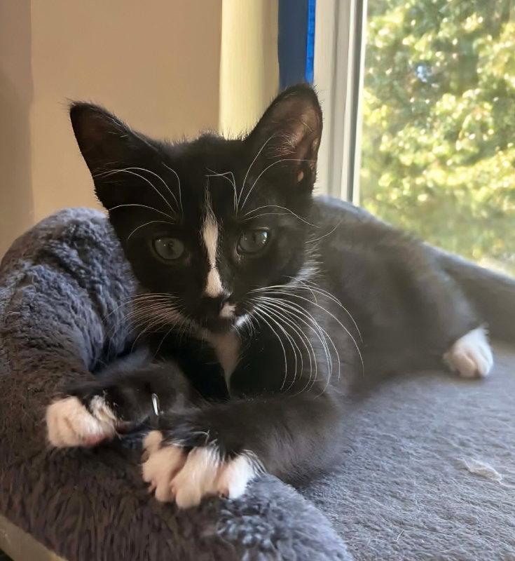 Tucker, Adopted, Young Male Tuxedo.
