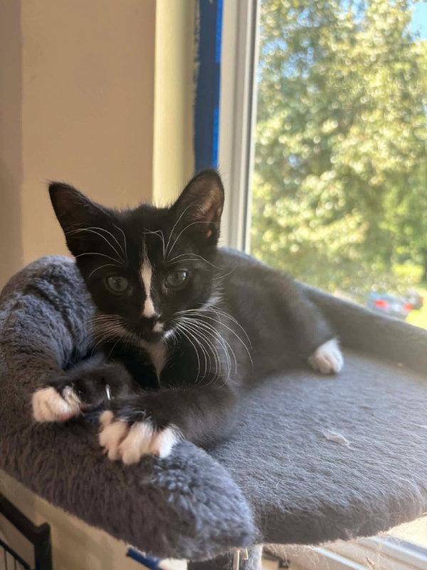 Tucker, a Adopted Tuxedo in Knoxville, TN image 2/3