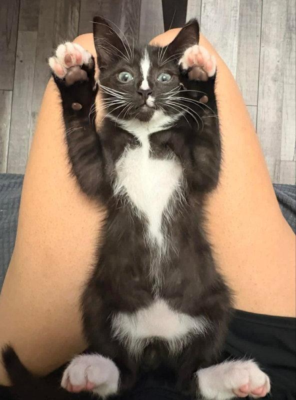Tucker, a Adopted Tuxedo in Knoxville, TN image 3/3