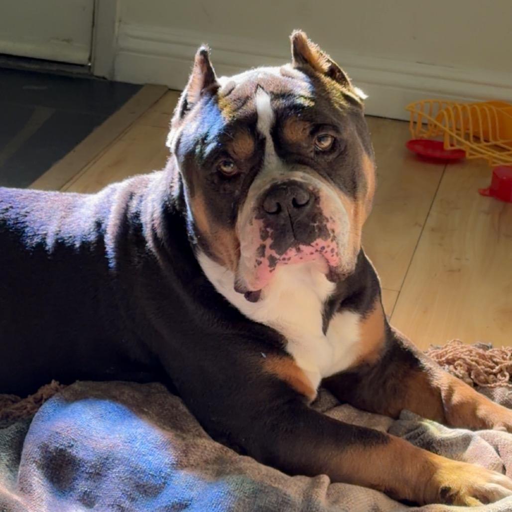 Chapo/Courtesy Post, Adoptable, Adult Male English Bulldog & French Bulldog.