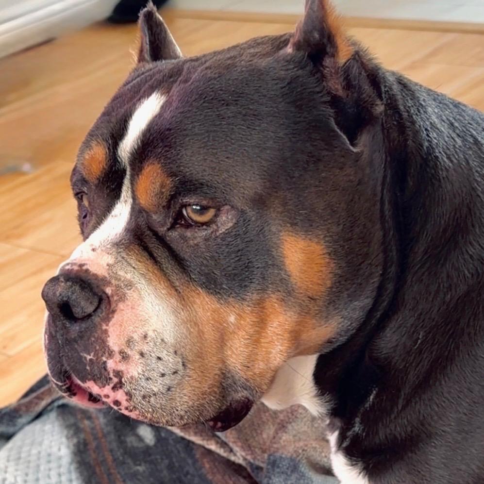Chapo/Courtesy Post, a Adoptable mixed breed in Long Beach, CA image 2/6