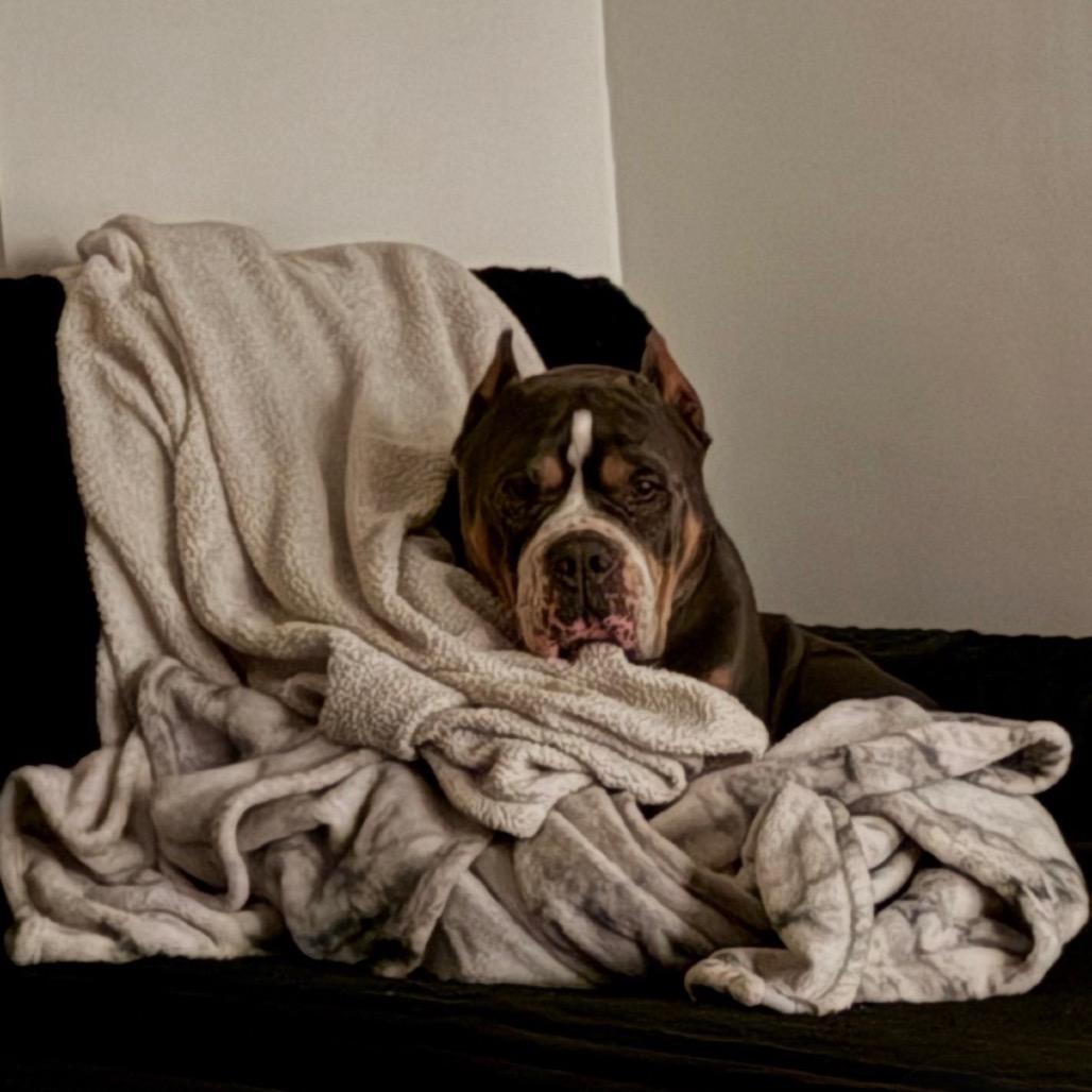 Chapo/Courtesy Post, a Adoptable mixed breed in Long Beach, CA image 3/6