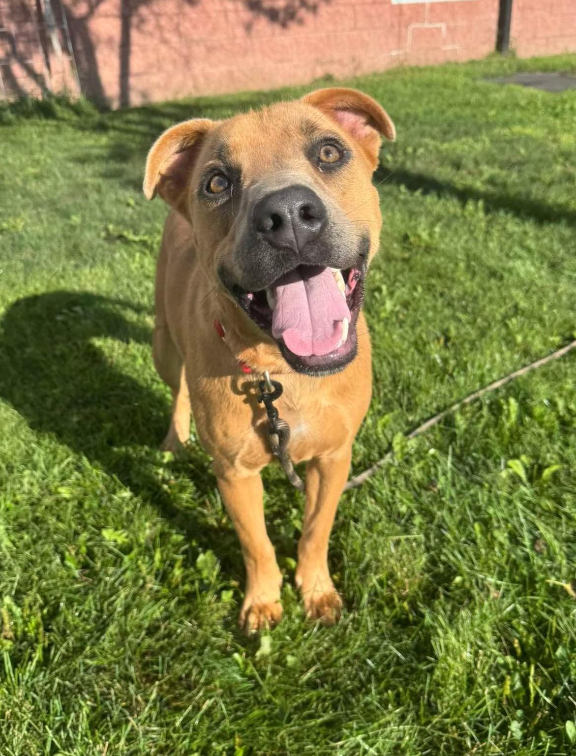 Enlarge Rex, a Adoptable mixed breed in Maryville, MO image 3/3