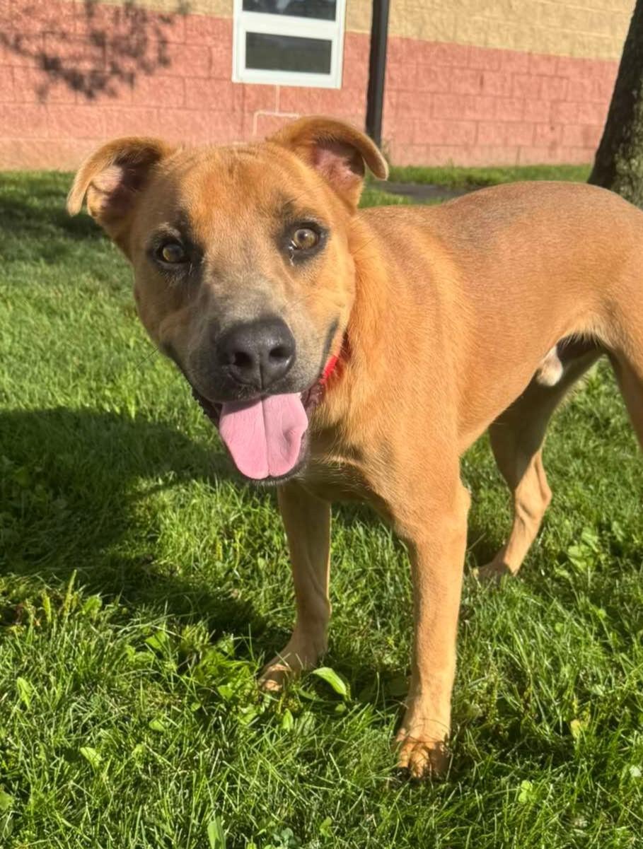 Enlarge Rex, a Adoptable mixed breed in Maryville, MO image 2/3