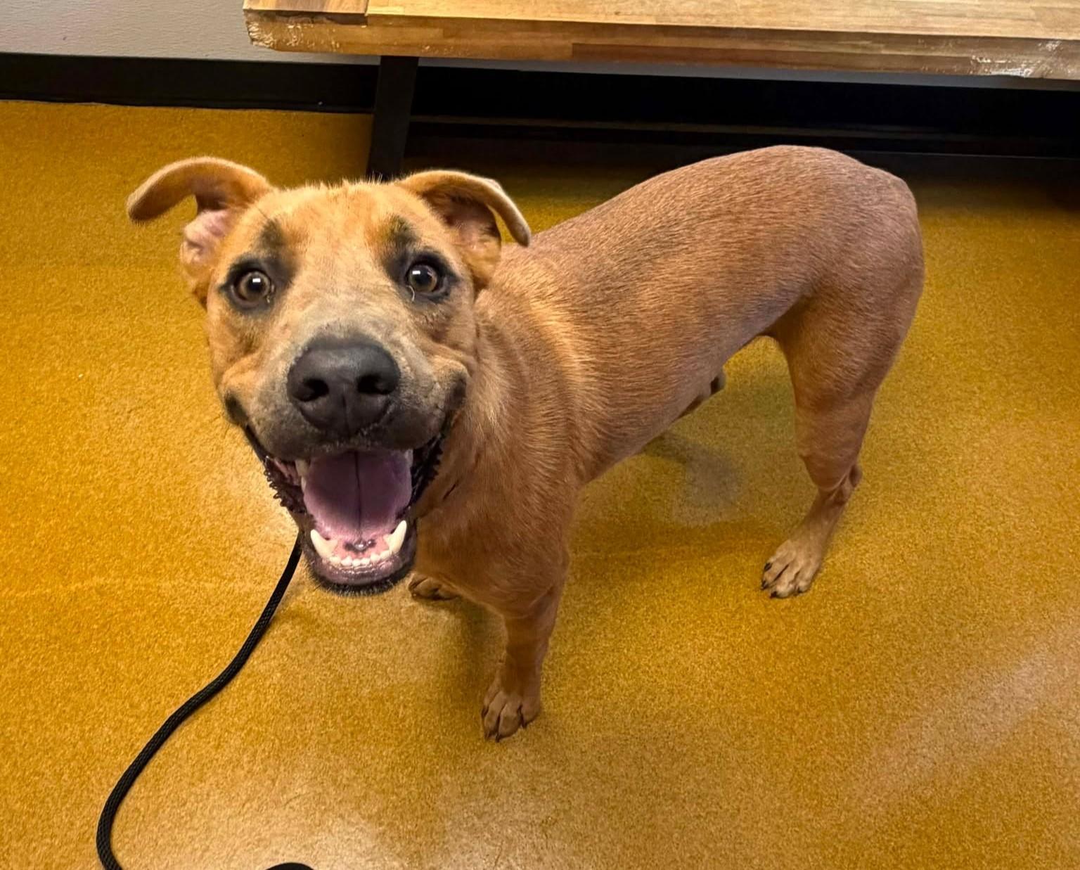 Rex, Adoptable, Young Male Labrador Retriever.