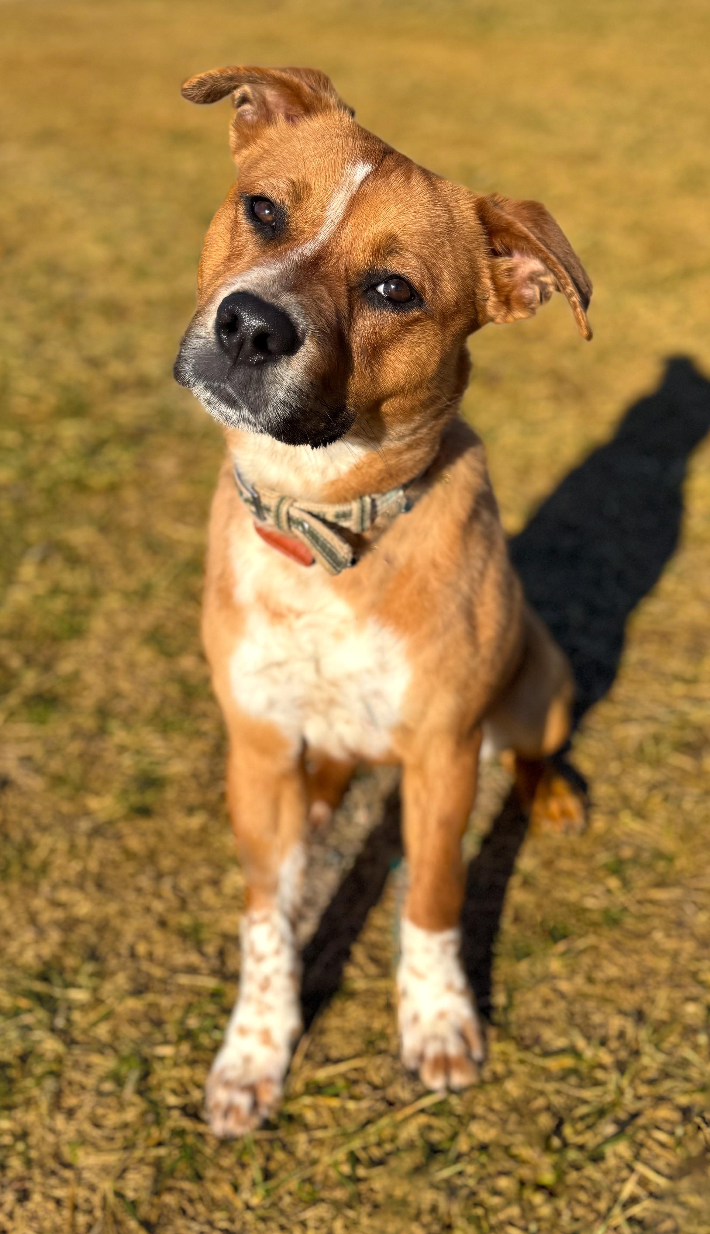 Tulsa, Adult Male Pit Bull Terrier
