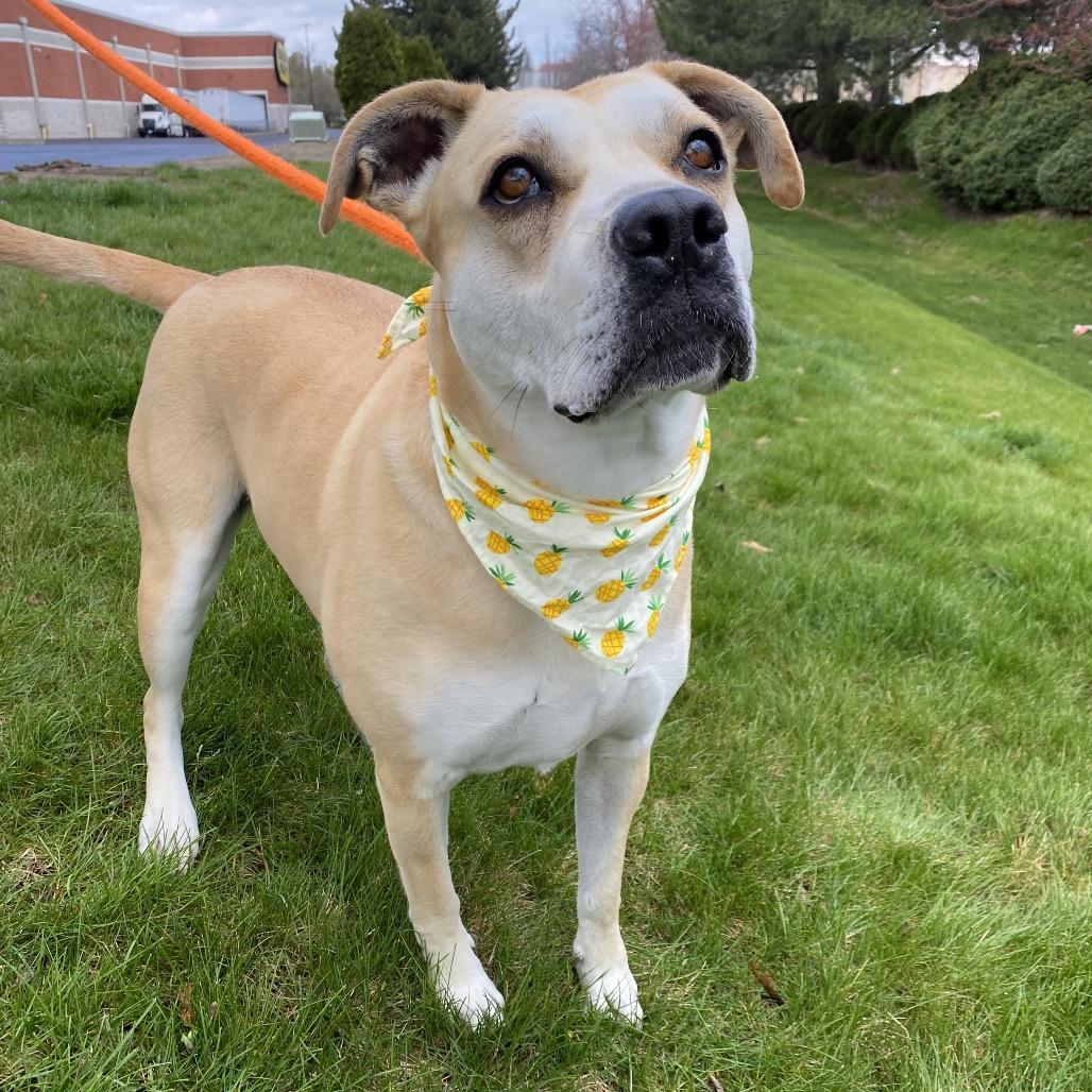 Enlarge Honey, a Adoptable Mixed Breed in Spokane, WA image 1/6