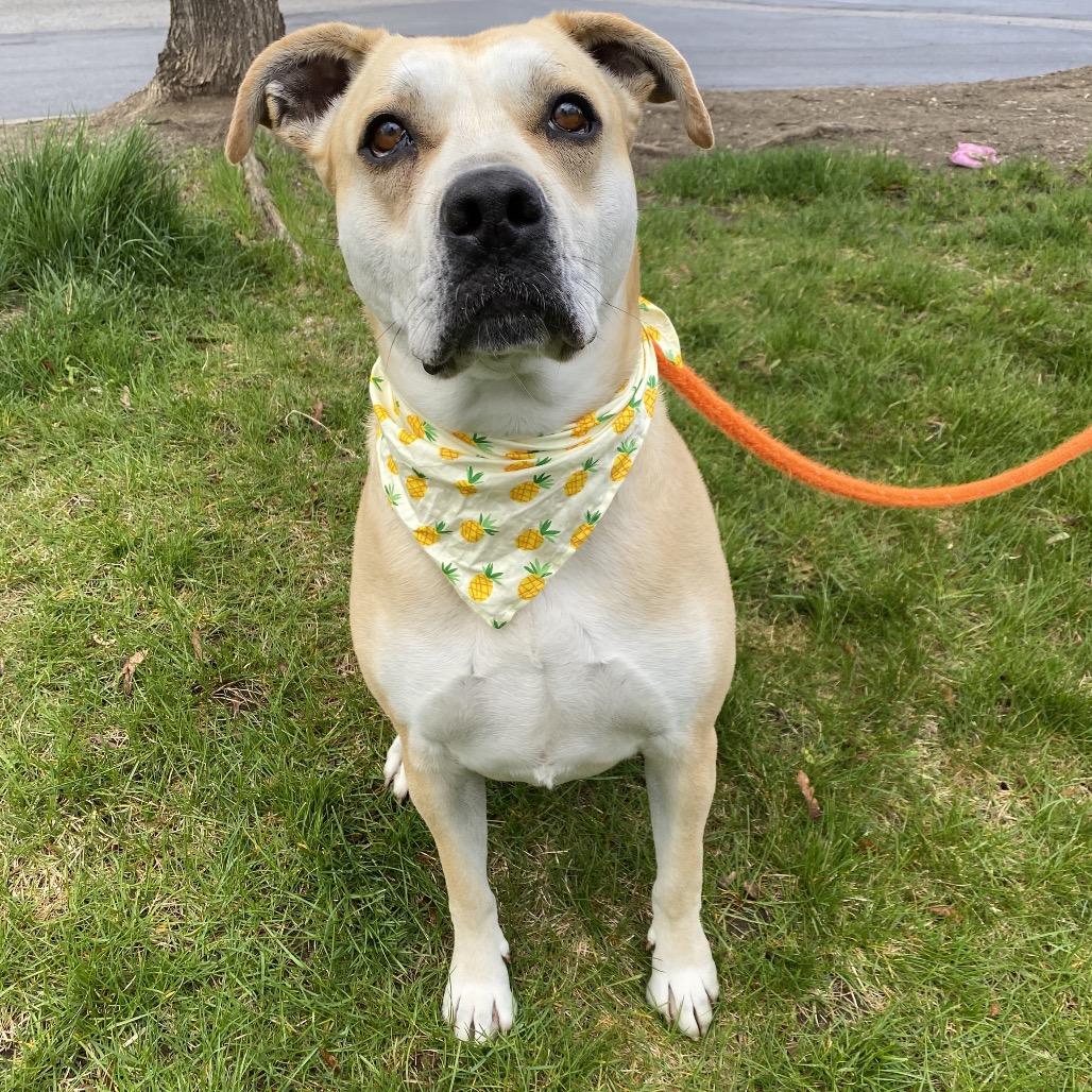 Enlarge Honey, a Adoptable Mixed Breed in Spokane, WA image 2/6