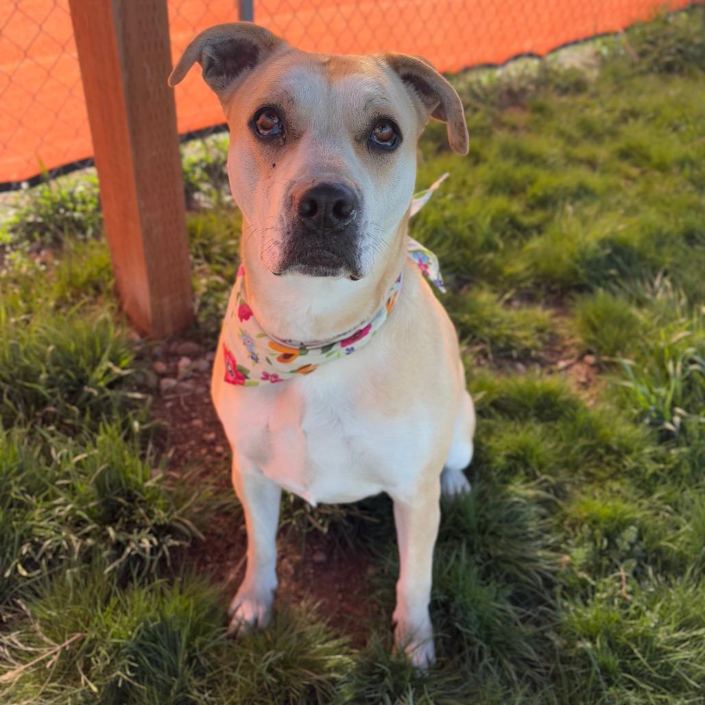 Enlarge Honey, a Adoptable Mixed Breed in Spokane, WA image 4/6