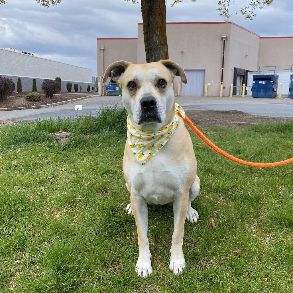 Enlarge Honey, a Adoptable Mixed Breed in Spokane, WA image 5/6