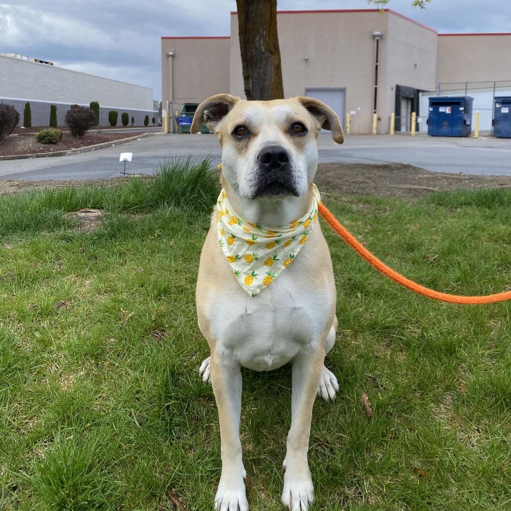 Enlarge Honey, a Adoptable Mixed Breed in Spokane, WA image 6/6